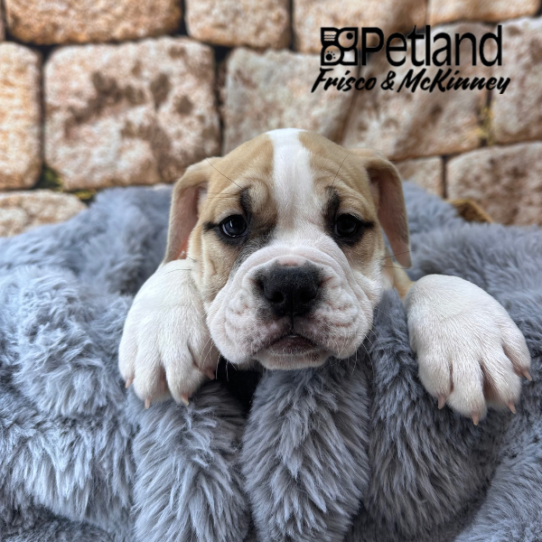 [#253000-07] Black Fawn / White F Bulldog/Olde English Bulldog Puppies for Sale