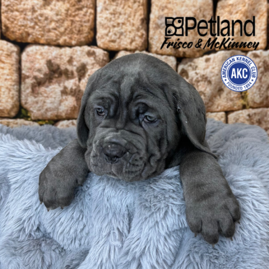 [#253085-04] Blue M Neapolitan Mastiff Puppies for Sale