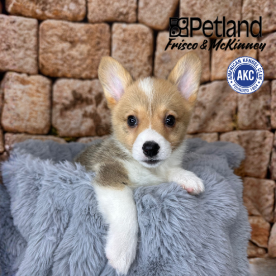 [#253114-02] Red / White M Pembroke Welsh Corgi Puppies for Sale