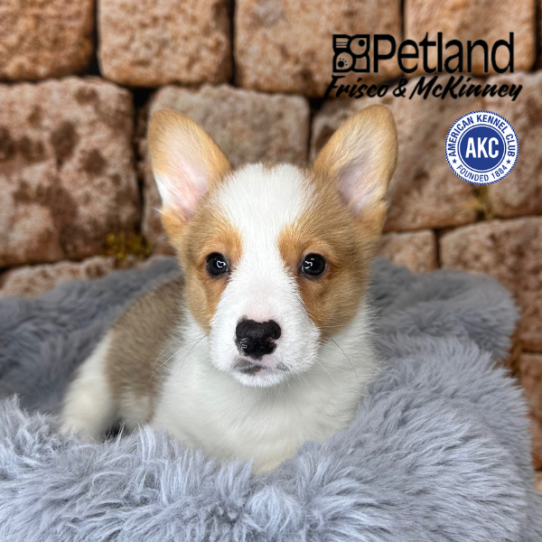 [#253114-01] Red / White M Pembroke Welsh Corgi Puppies for Sale
