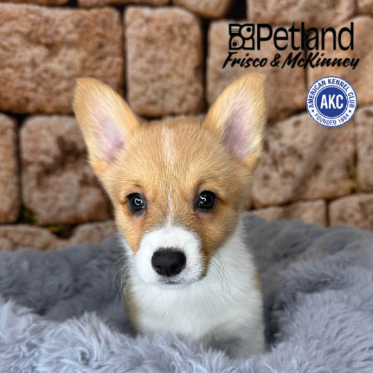 [#253114-07] Red / White F Pembroke Welsh Corgi Puppies for Sale