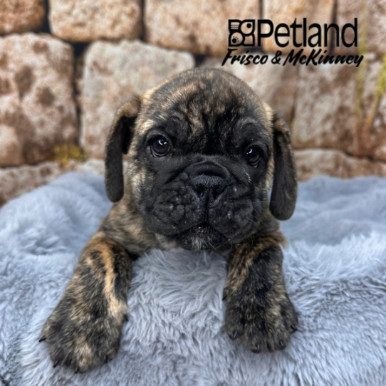 [#2533-01] Brindle M Bulldog/Bulldog Mini Puppies for Sale