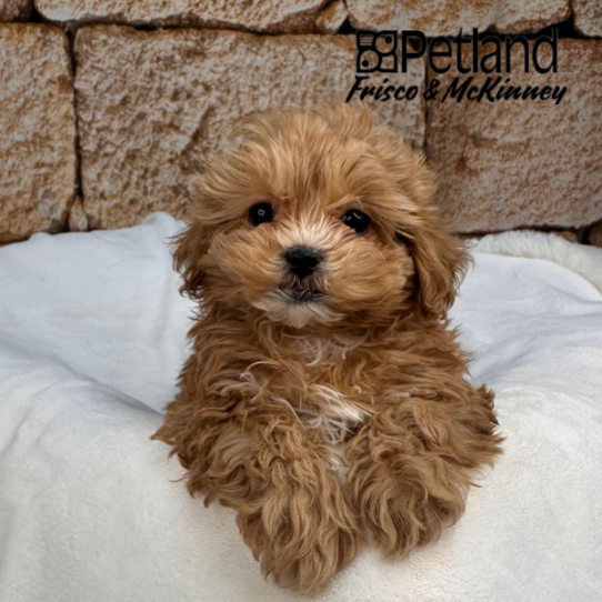 [#25175-04] Apricot F ShihPoo Puppies for Sale