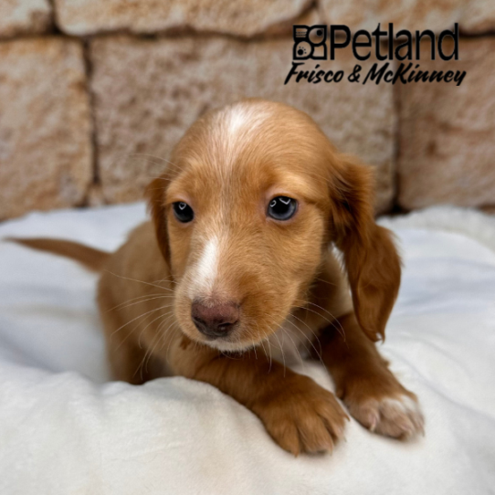 [#25813-01] Brown / White M Dachshund Puppies for Sale