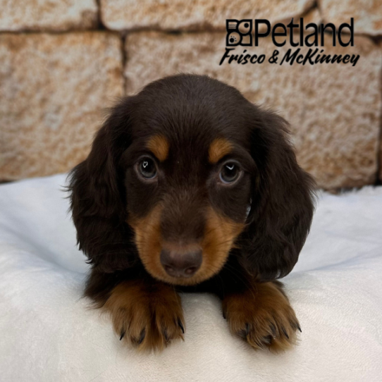 [#25813-02] Chocolate / Tan M Dachshund Puppies for Sale