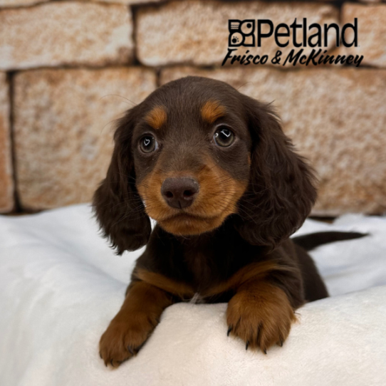 [#25813-03] Chocolate / Tan F Dachshund Puppies for Sale