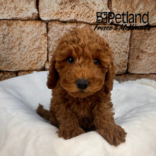 [#2550-01] Red M Labradoodle Mini 2nd Gen Puppies for Sale
