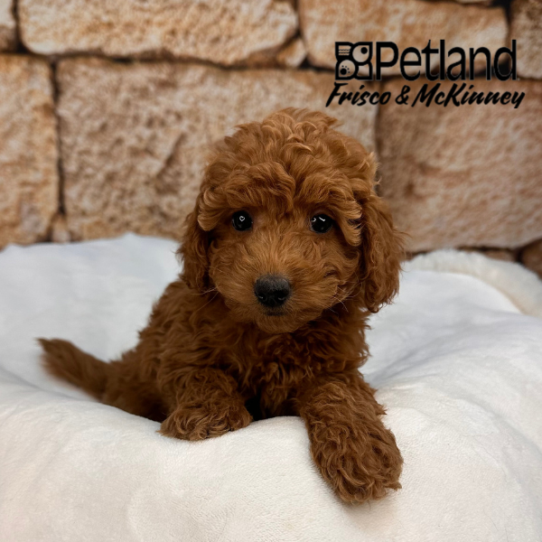 [#2550-06] Red F Labradoodle Mini 2nd Gen Puppies for Sale