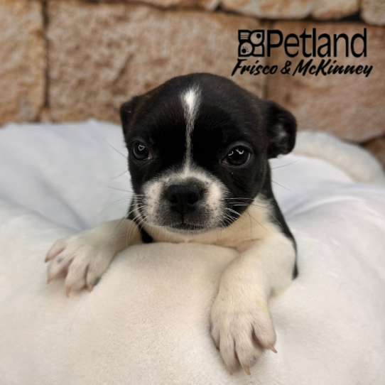 [#25130-05] Black / White F Boston Terrier Puppies for Sale