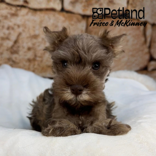 [#25132-02] Chocolate M Miniature Schnauzer Puppies for Sale