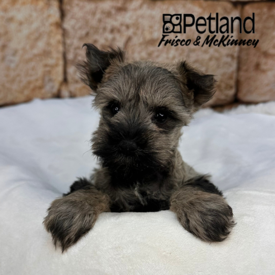 [#25132-04] Salt / Pepper F Miniature Schnauzer Puppies for Sale