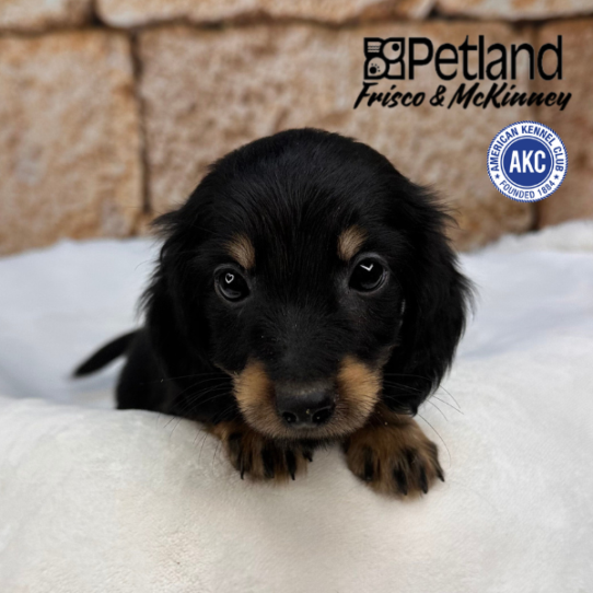 [#2530-05] Black / Tan F Dachshund Puppies for Sale