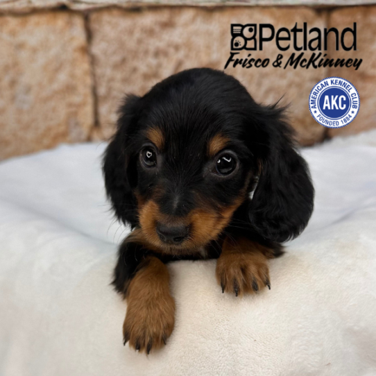 [#2530-06] Black / Tan F Dachshund Puppies for Sale