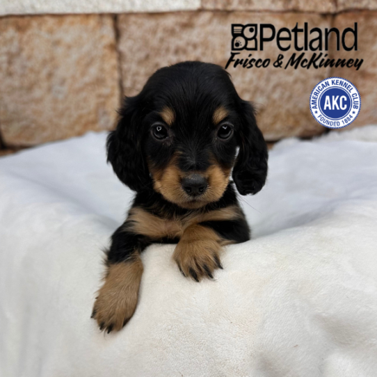 [#2530-07] Black / Tan F Dachshund Puppies for Sale