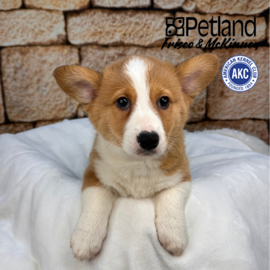[#2545-04] Tan / White F Pembroke Welsh Corgi Puppies for Sale
