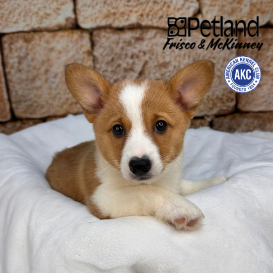 [#2545-03] Tan / White F Pembroke Welsh Corgi Puppies for Sale