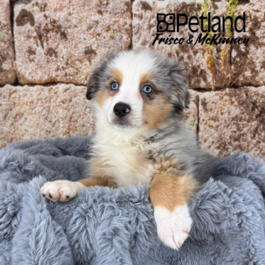 [#M13784] Blue Merle White and Tan M Miniature Australian Shepherd Puppies for Sale