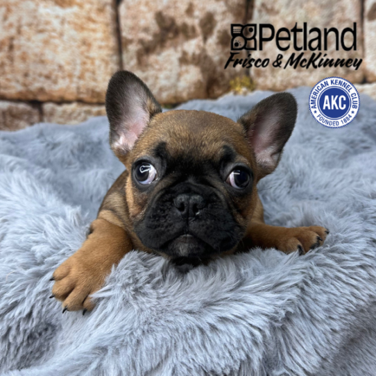 [#M13903] Red M French Bulldog Puppies for Sale
