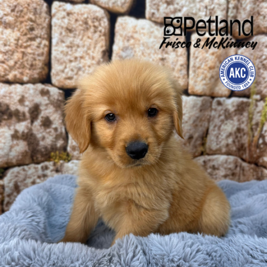 [#2537-04] Dark Golden M Golden Retriever Puppies for Sale
