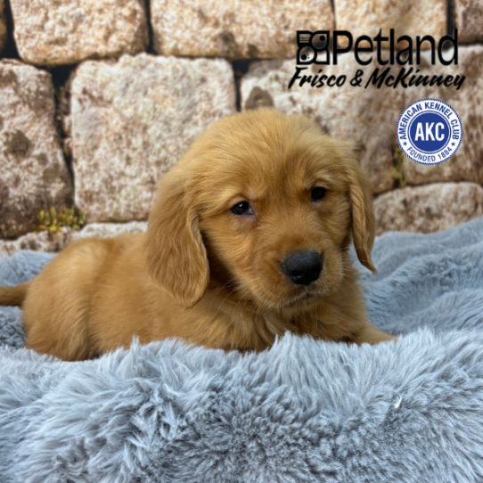 [#2537-09] Dark Red F Golden Retriever Puppies for Sale