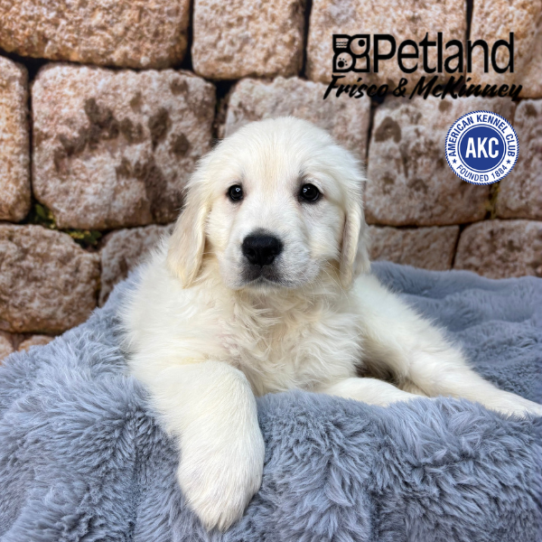[#2536-09] English Cream F Golden Retriever Puppies for Sale