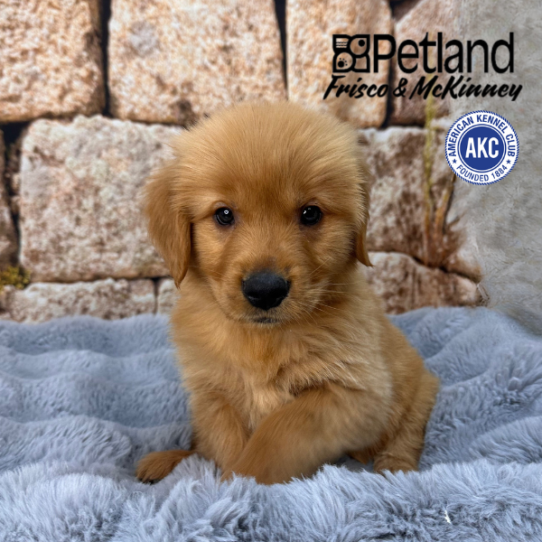 [#2537-03] Dark Golden M Golden Retriever Puppies for Sale