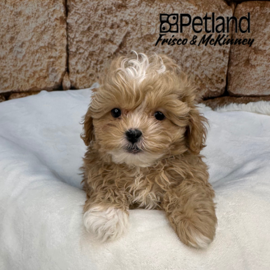 [#25175-03] Apricot M ShihPoo Puppies for Sale