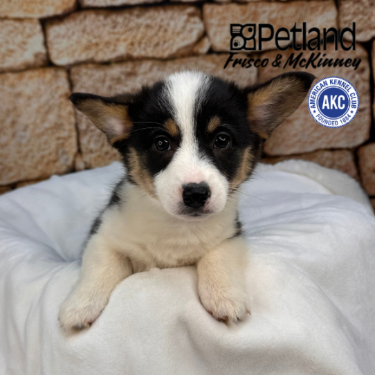 [#2545-02] Tan / White F Pembroke Welsh Corgi Puppies for Sale