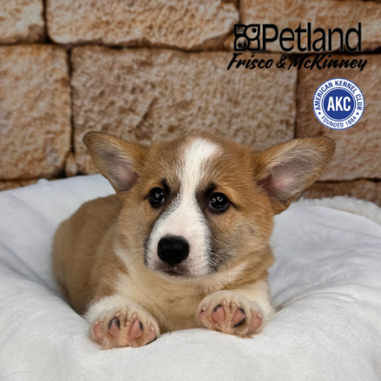 [#2545-01] Tan / White M Pembroke Welsh Corgi Puppies for Sale