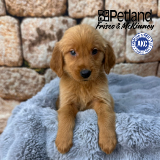 [#2537-08] Dark Golden F Golden Retriever Puppies for Sale