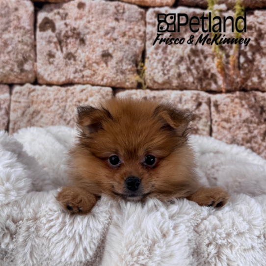 [#M14399] Red Sable M Pomeranian Puppies for Sale