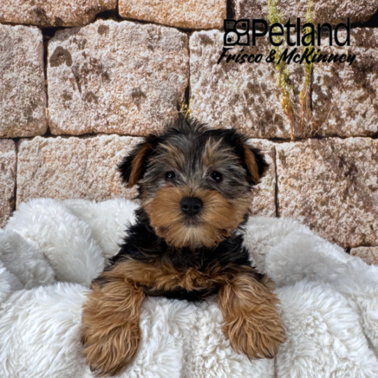 [#M13637] Black and Tan F Yorkshire Terrier Puppies for Sale