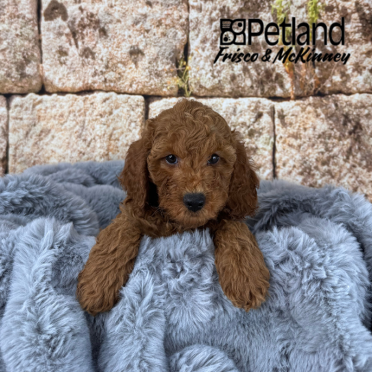 [#25169-02] Red M Poodle Mini Puppies for Sale