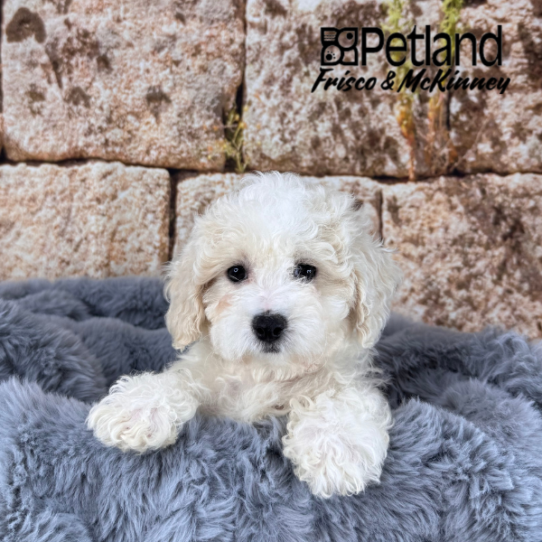 [#M13476] White and Buff F Bichon Poo Puppies for Sale