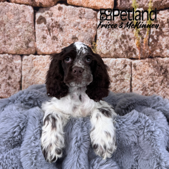 [#M13797] Brown and White M Cocker Spaniel Puppies for Sale