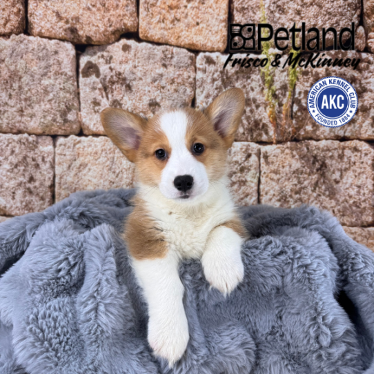 [#M13691] Red M Pembroke Welsh Corgi Puppies for Sale