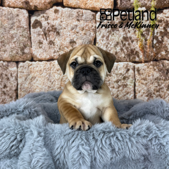 [#M16279] Fawn F Mini Bulldog Puppies for Sale