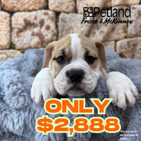 [#253000-07] Black Fawn / White F Bulldog/Olde English Bulldog Puppies for Sale
