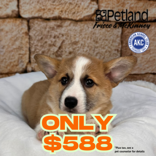 [#2545-01] Tan / White M Pembroke Welsh Corgi Puppies for Sale