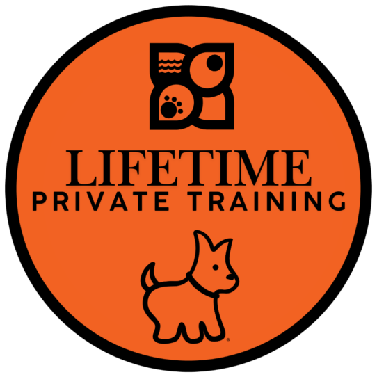 [#25784-02] Black Gray / White M Siberian Husky Puppies for Sale