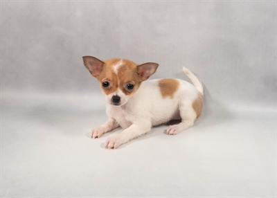 [#M12272] Fawn and White F Chihuahua Puppies for Sale