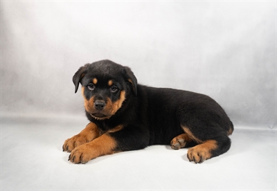 [#M13041] Black and Mahogany F Rottweiler Puppies for Sale