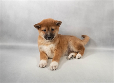 [#M13181] Red Sesame F Shiba Inu Puppies for Sale