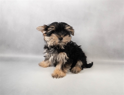 [#M13381] Black and Tan F Morkie Puppies for Sale