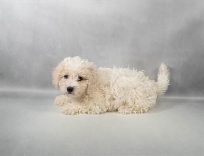 [#M13476] White and Buff F Bichon Poo Puppies for Sale