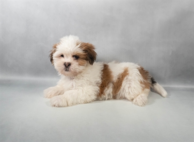 [#M13578] Red F Lhasa Apso Puppies for Sale