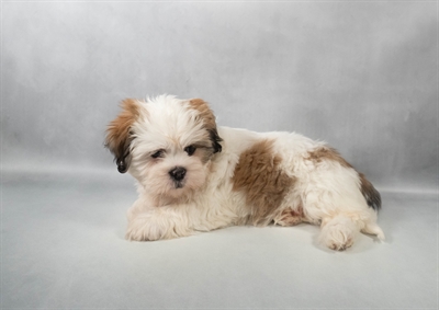 [#M13579] Red F Lhasa Apso Puppies for Sale