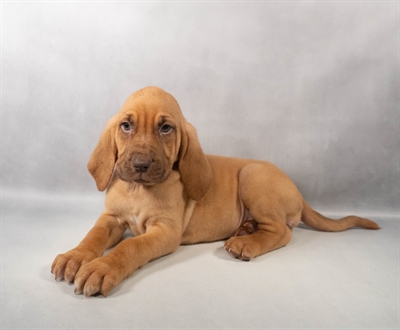 [#M13604] Red F Bloodhound Puppies for Sale
