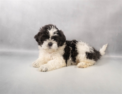 [#M13629] Blue and White F Shih Tzu Puppies for Sale
