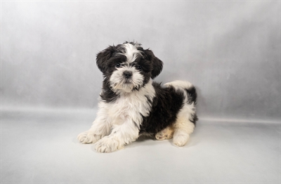 [#M13631] Blue and White F Shih Tzu Puppies for Sale